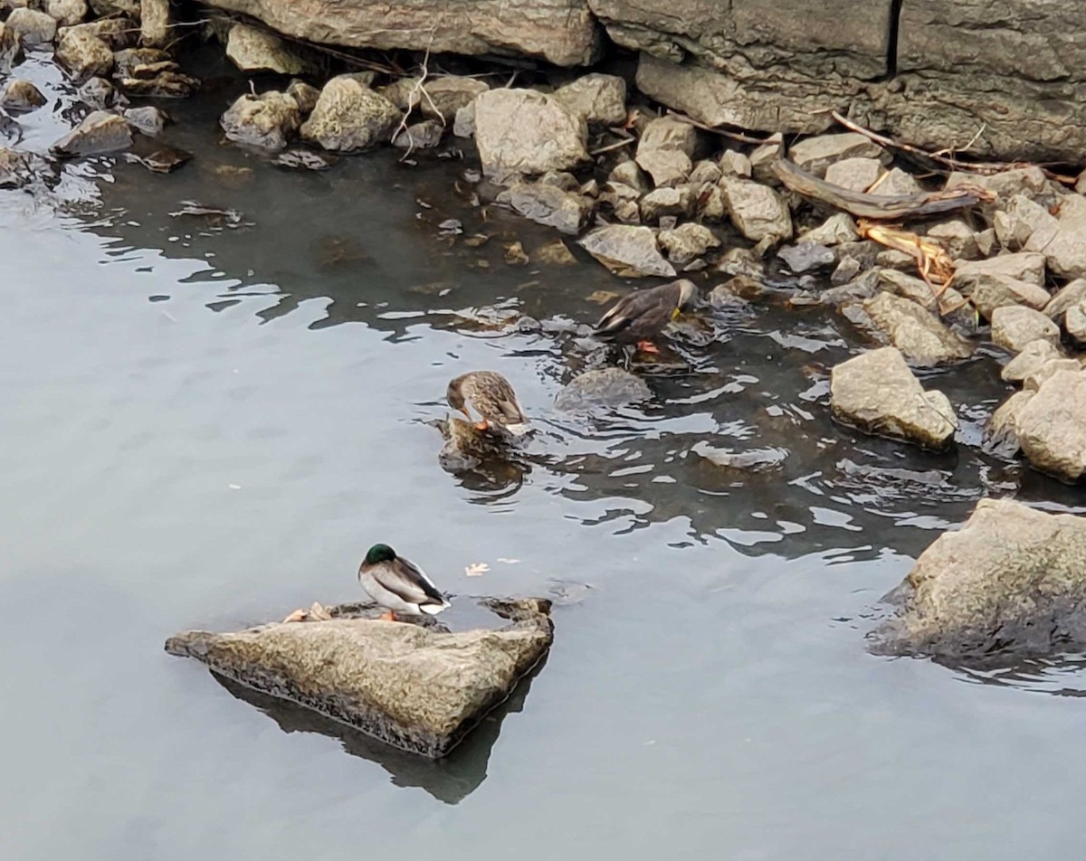 American Black Duck - ML612601765