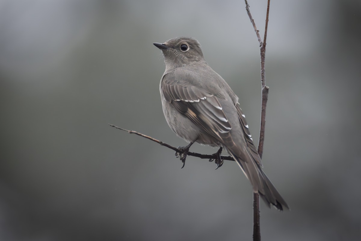 Townsend's Solitaire - ML612601812