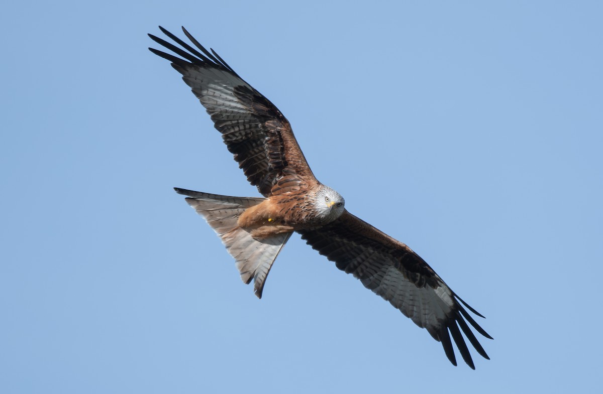 Red Kite - Giota Bourneli