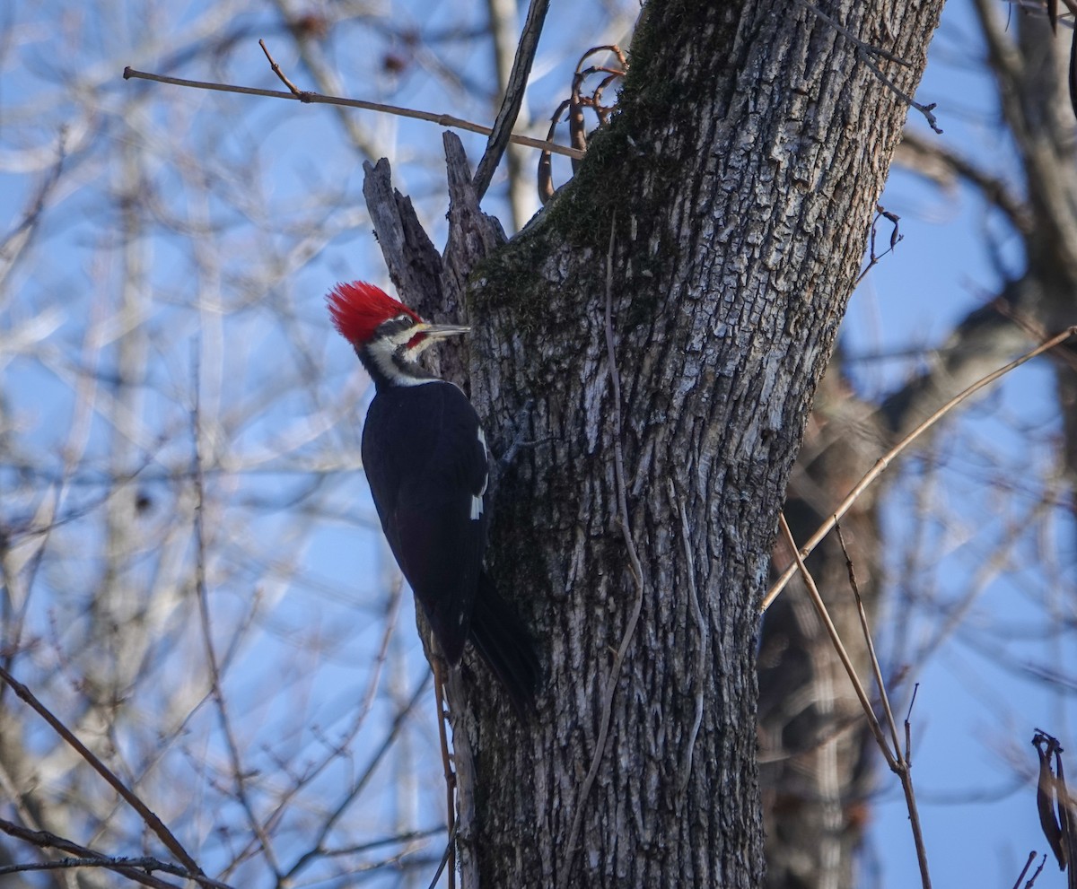 Pileated Woodpecker - ML612601846