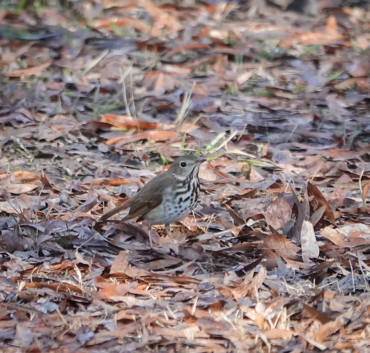 Hermit Thrush - ML612601855