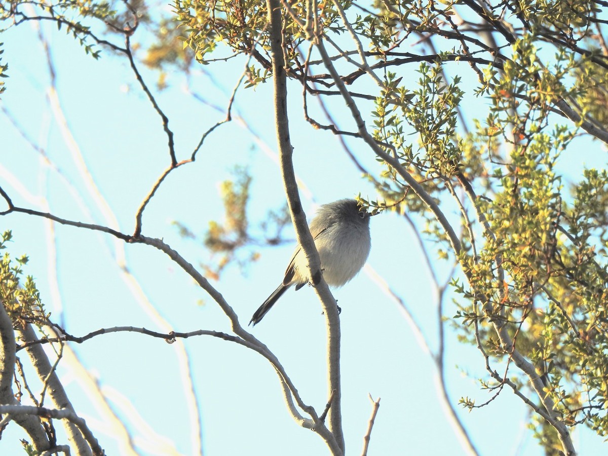 Blue-gray Gnatcatcher - Beatrix Kohlhaas