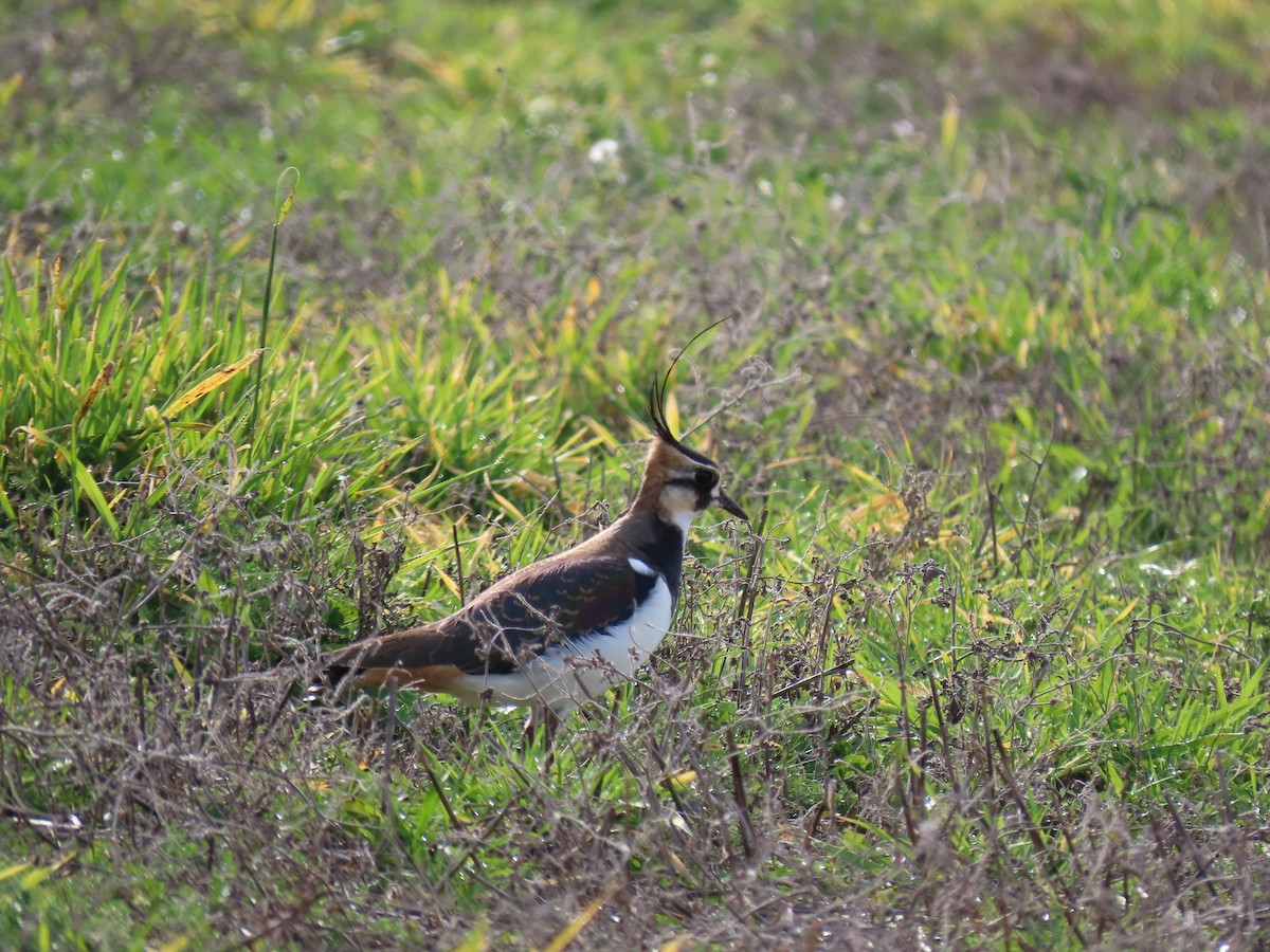 Northern Lapwing - ML612601924