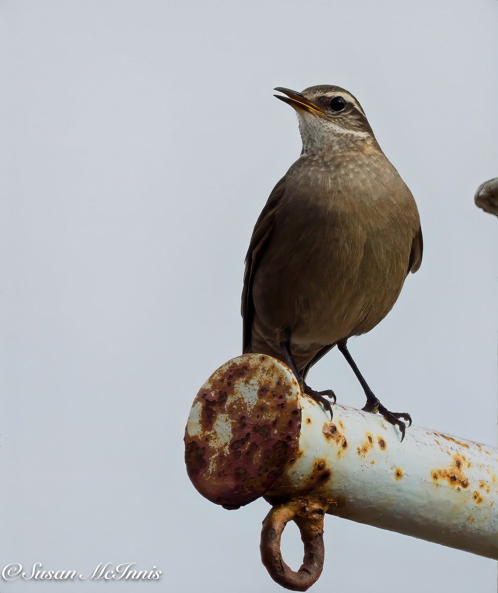 Buff-winged Cinclodes - ML612601925