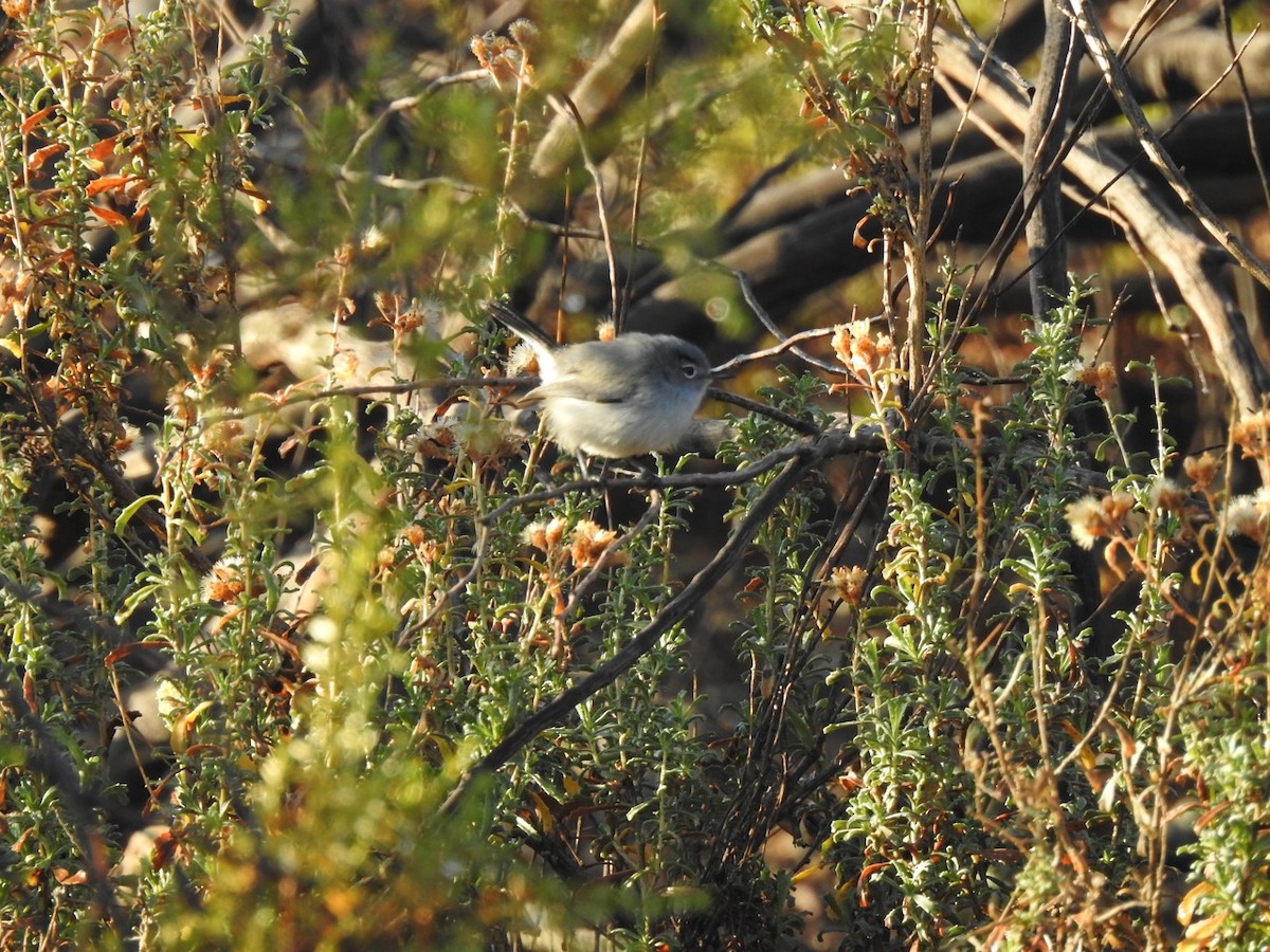 Blue-gray Gnatcatcher - Beatrix Kohlhaas