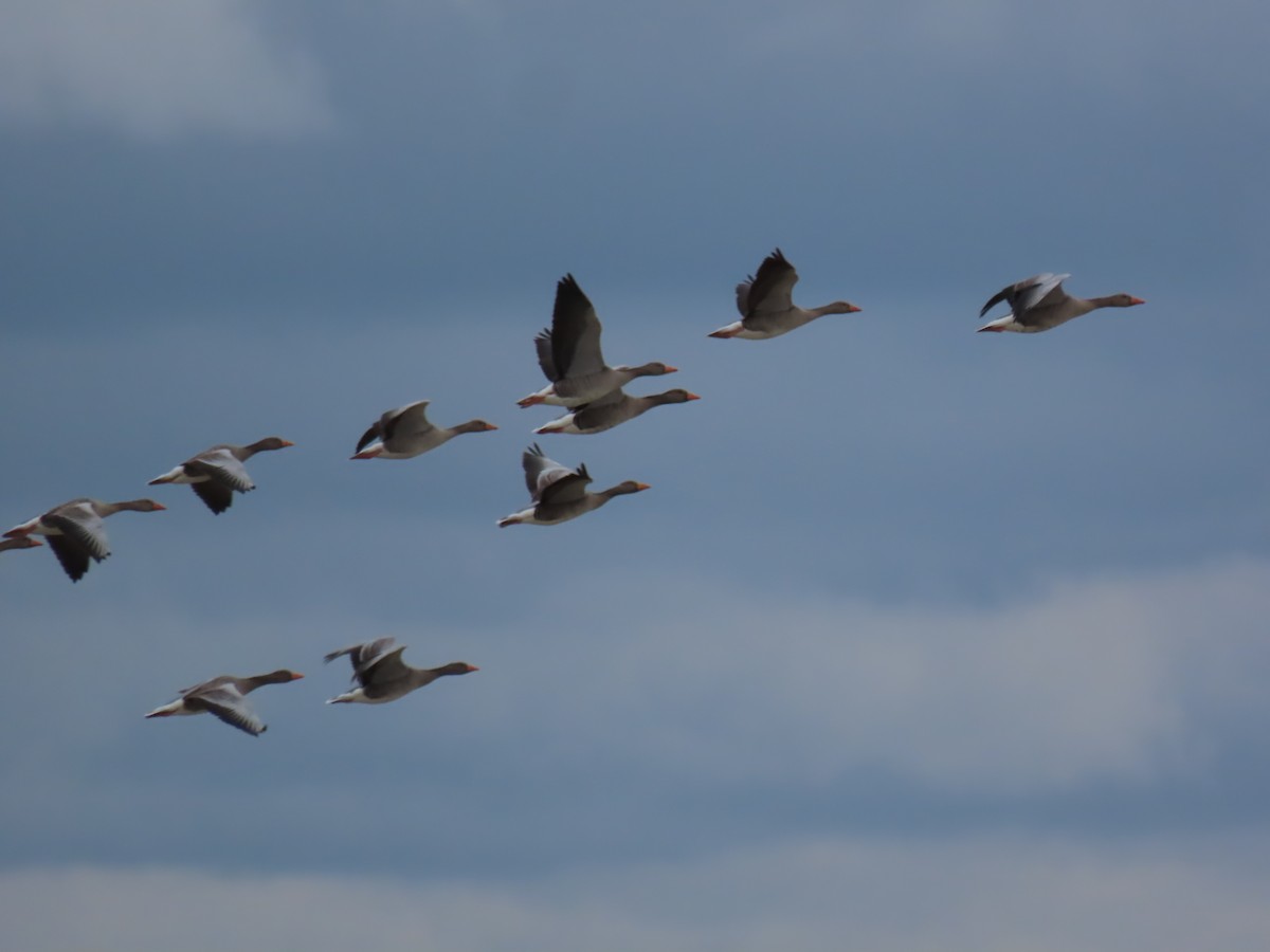 Graylag Goose - ML612601986