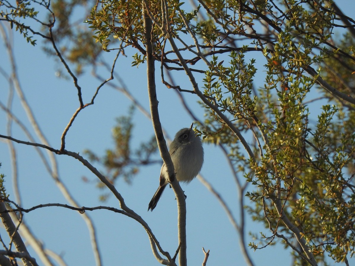 Blue-gray Gnatcatcher - Beatrix Kohlhaas