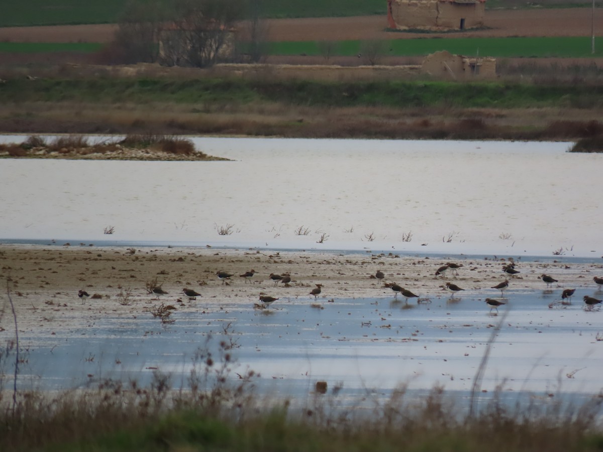 Northern Lapwing - David Boso Dafonte