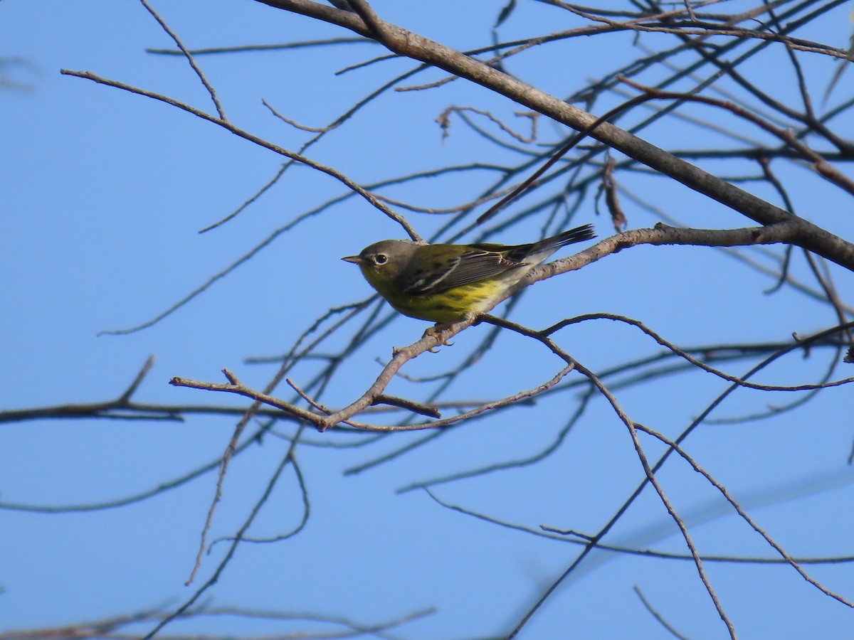 Magnolia Warbler - ML612602055