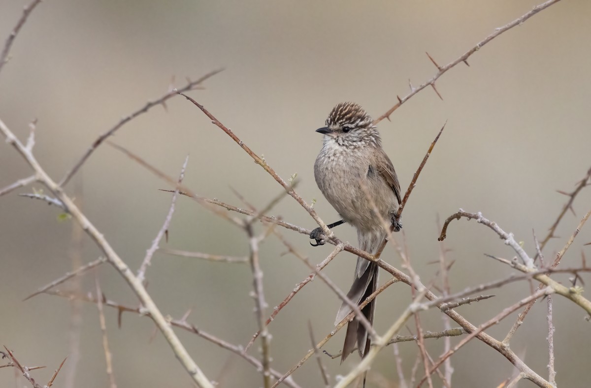 Plain-mantled Tit-Spinetail - ML612602074