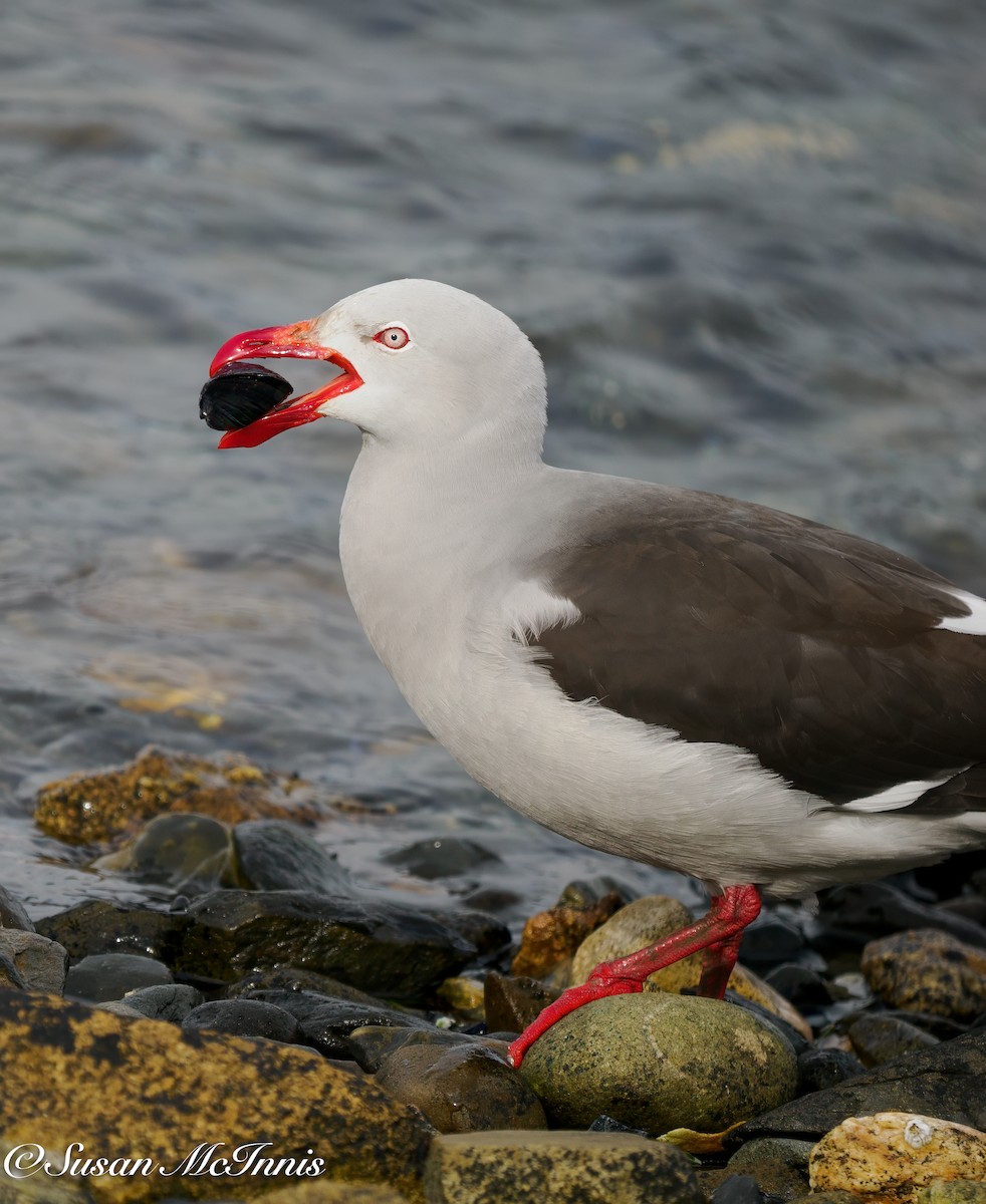 Dolphin Gull - ML612602075