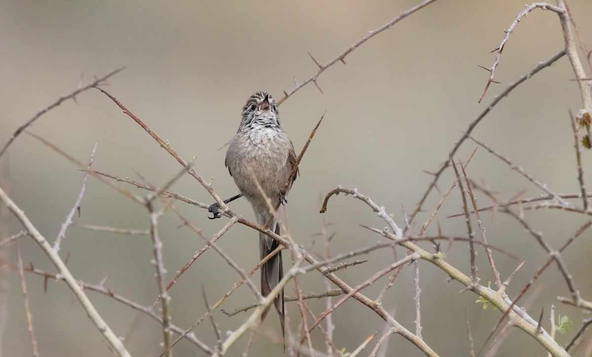 Plain-mantled Tit-Spinetail - ML612602080