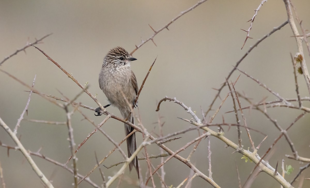 Plain-mantled Tit-Spinetail - ML612602081