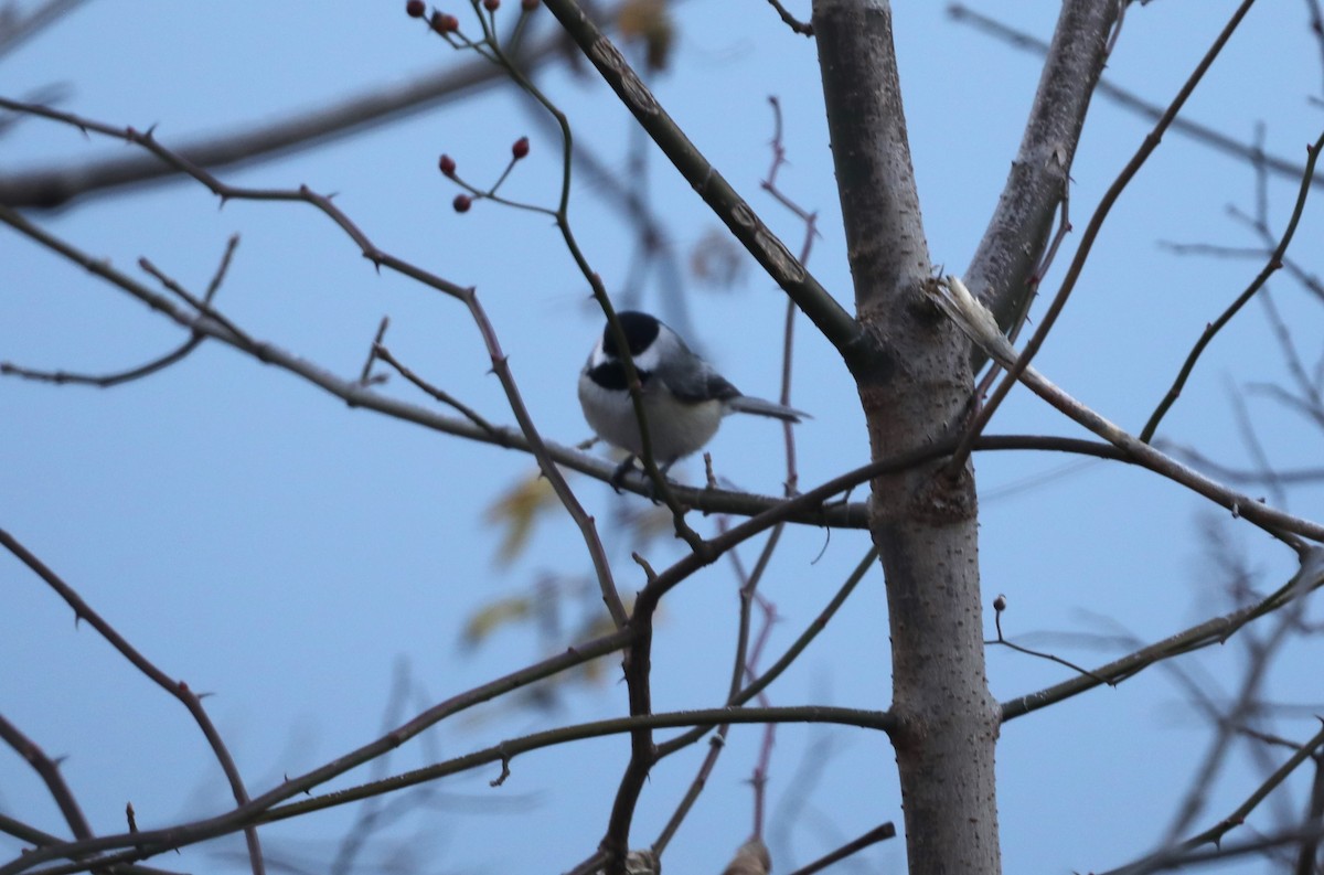 Carolina Chickadee - ML612602221