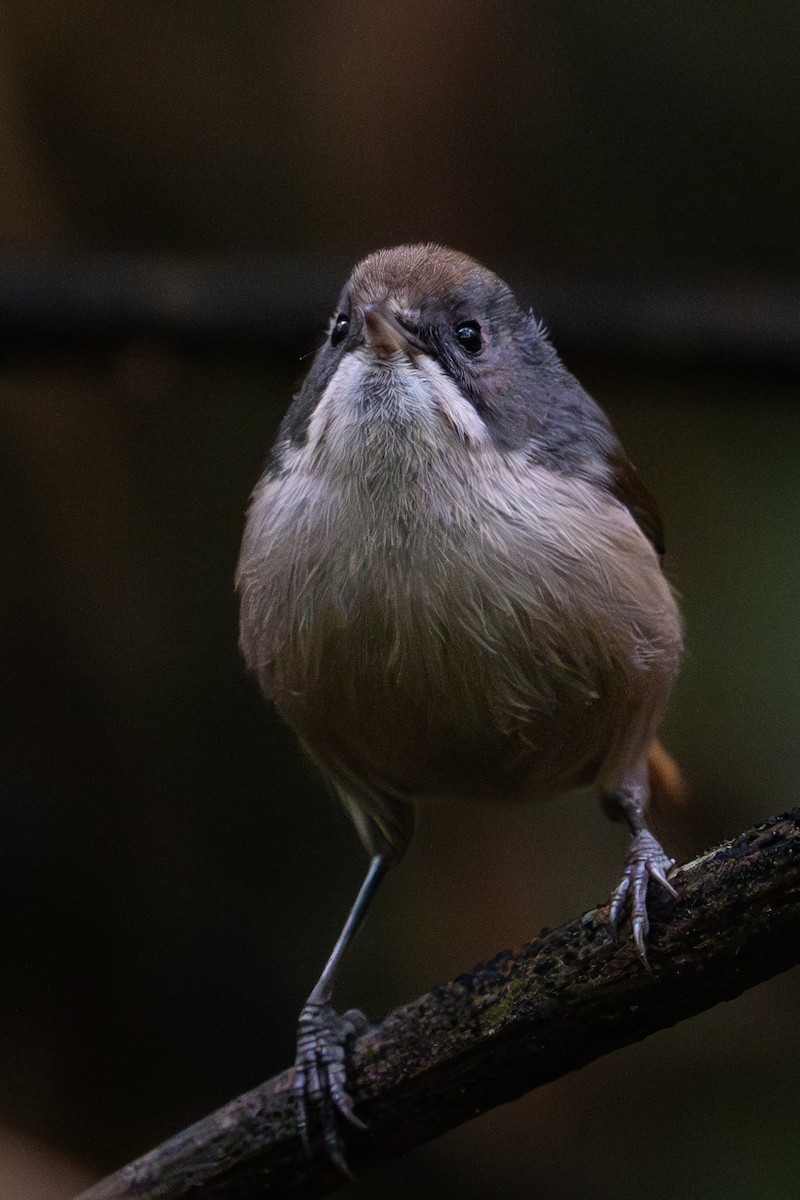 Pipipi - ML612602222