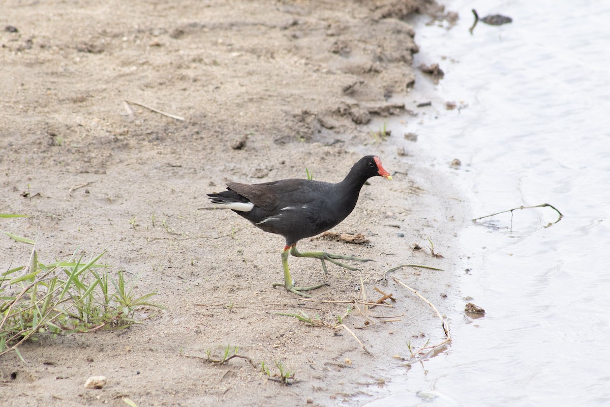 Common Gallinule - Leandro Souza