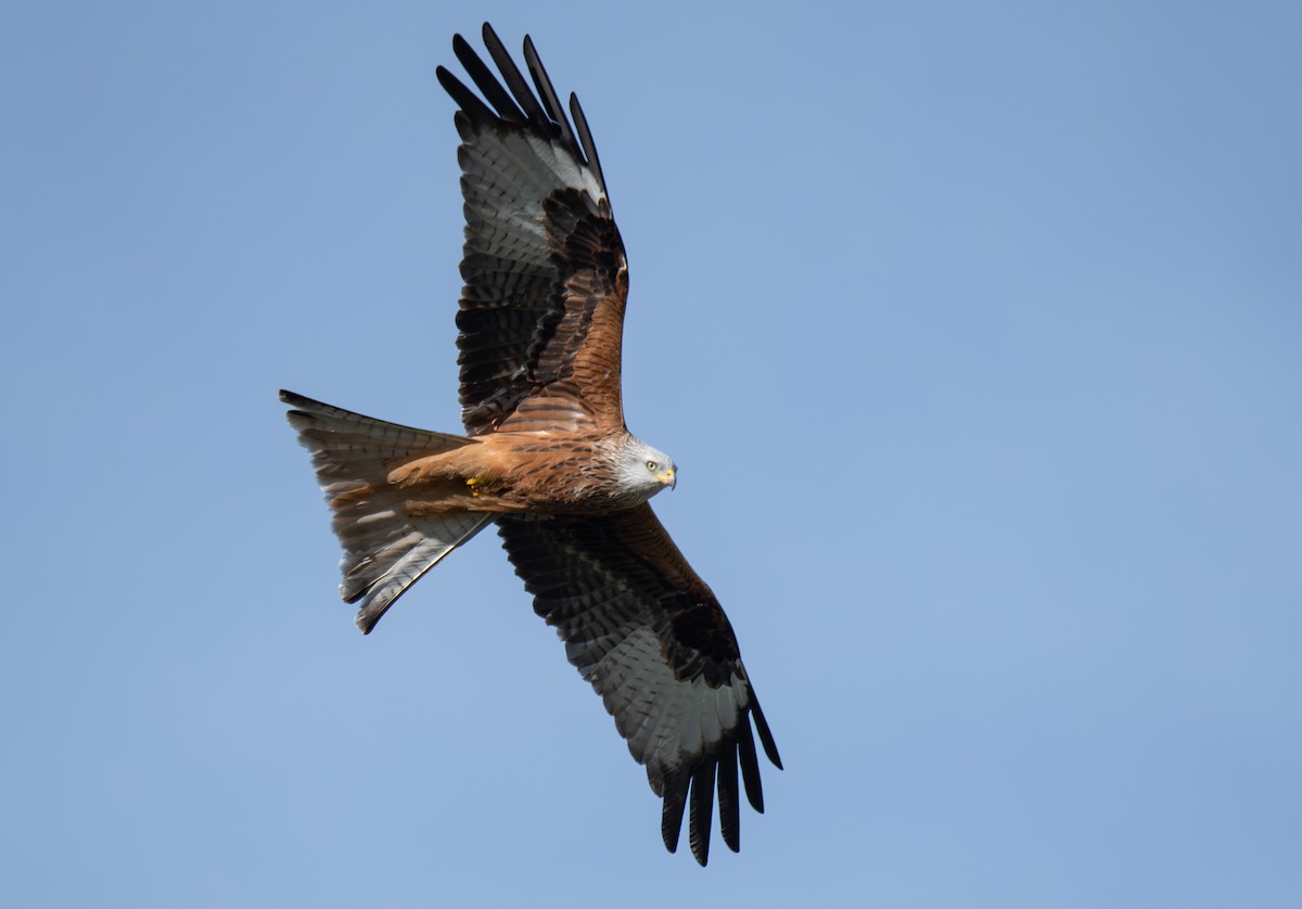 Red Kite - Giota Bourneli