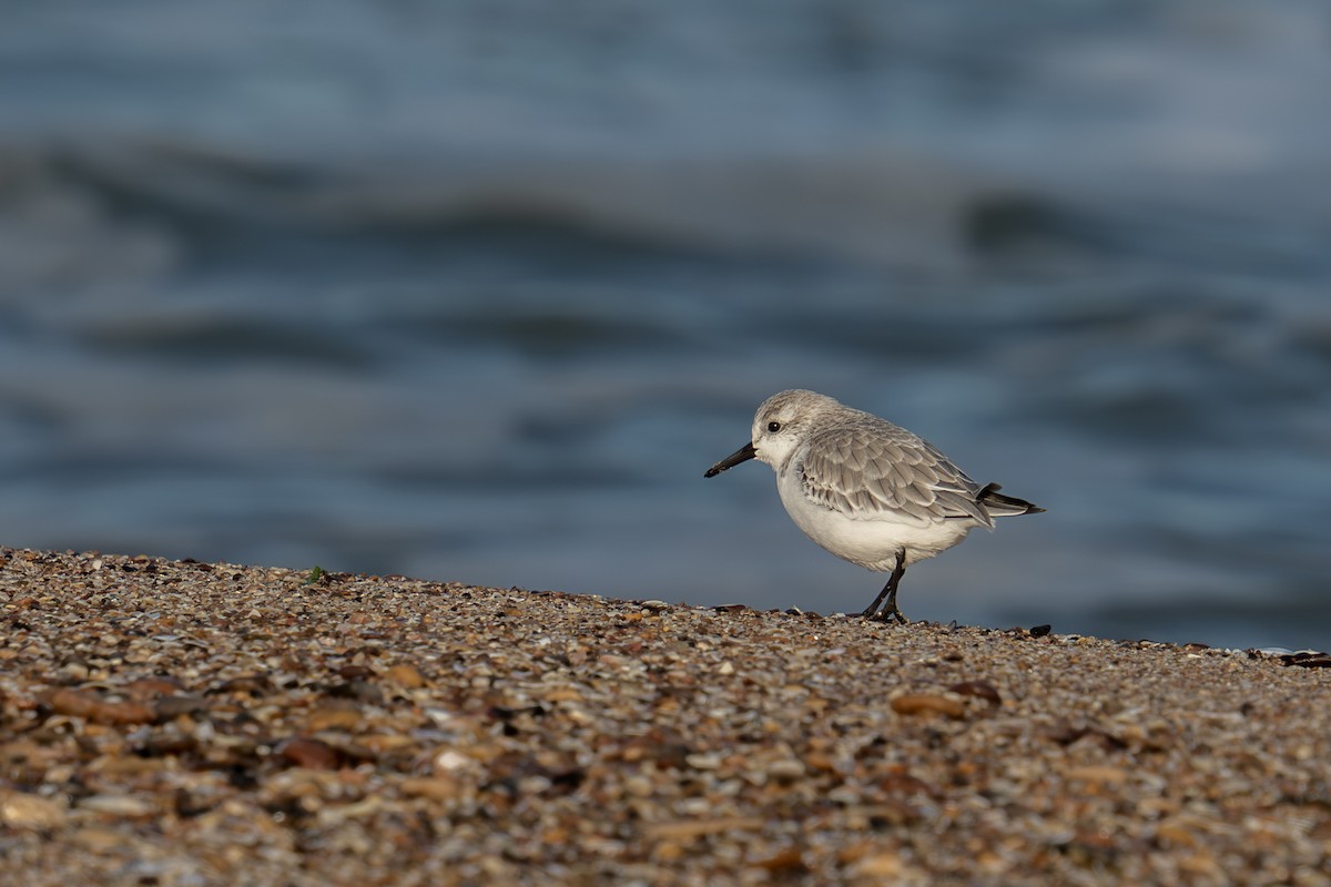 Sanderling - ML612602291