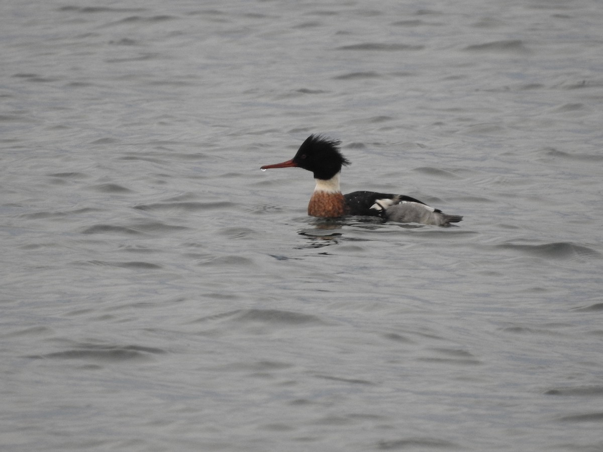 Red-breasted Merganser - ML612602317