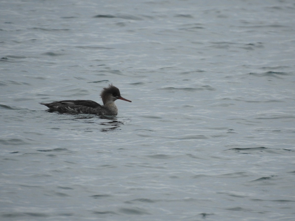 Red-breasted Merganser - ML612602318