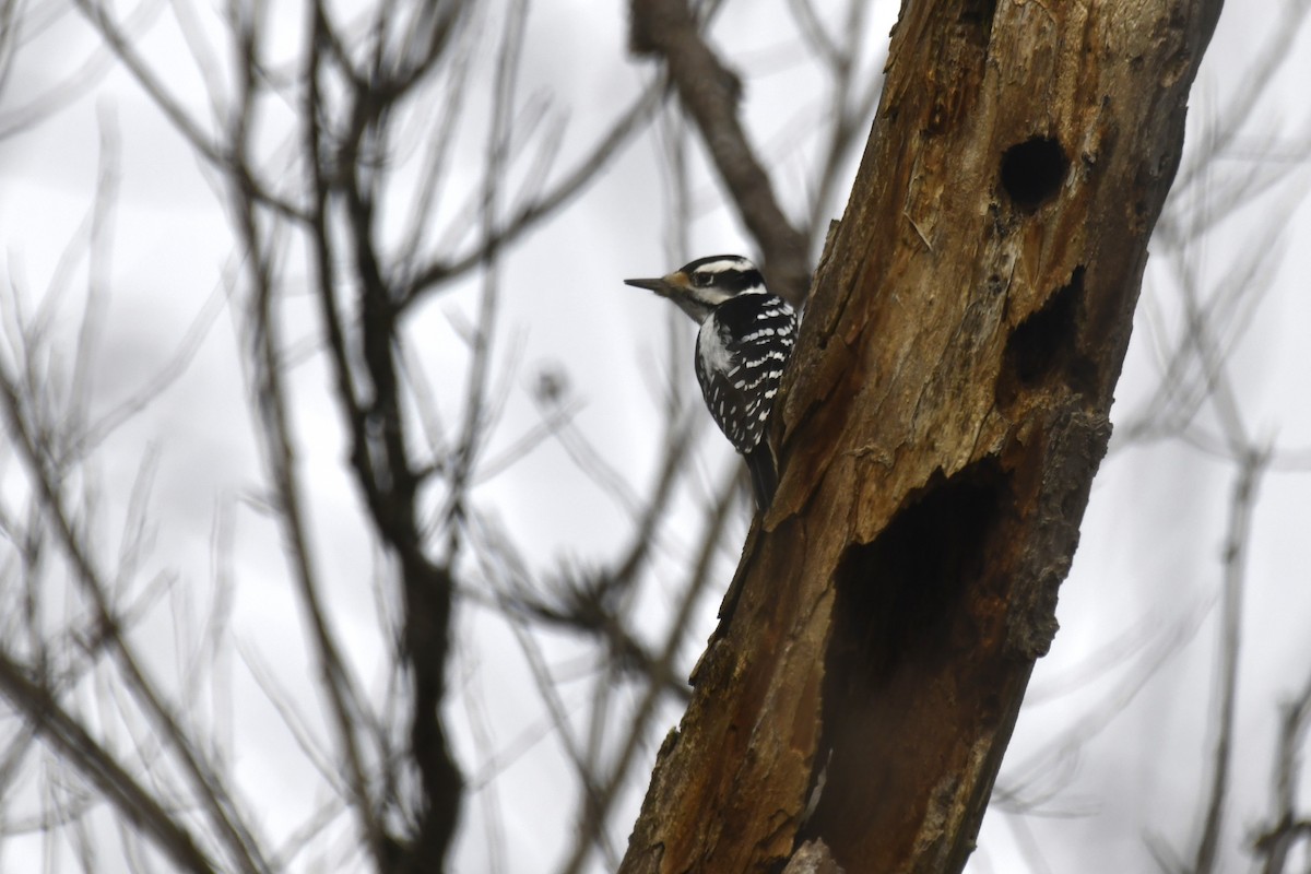 Hairy Woodpecker - ML612602497