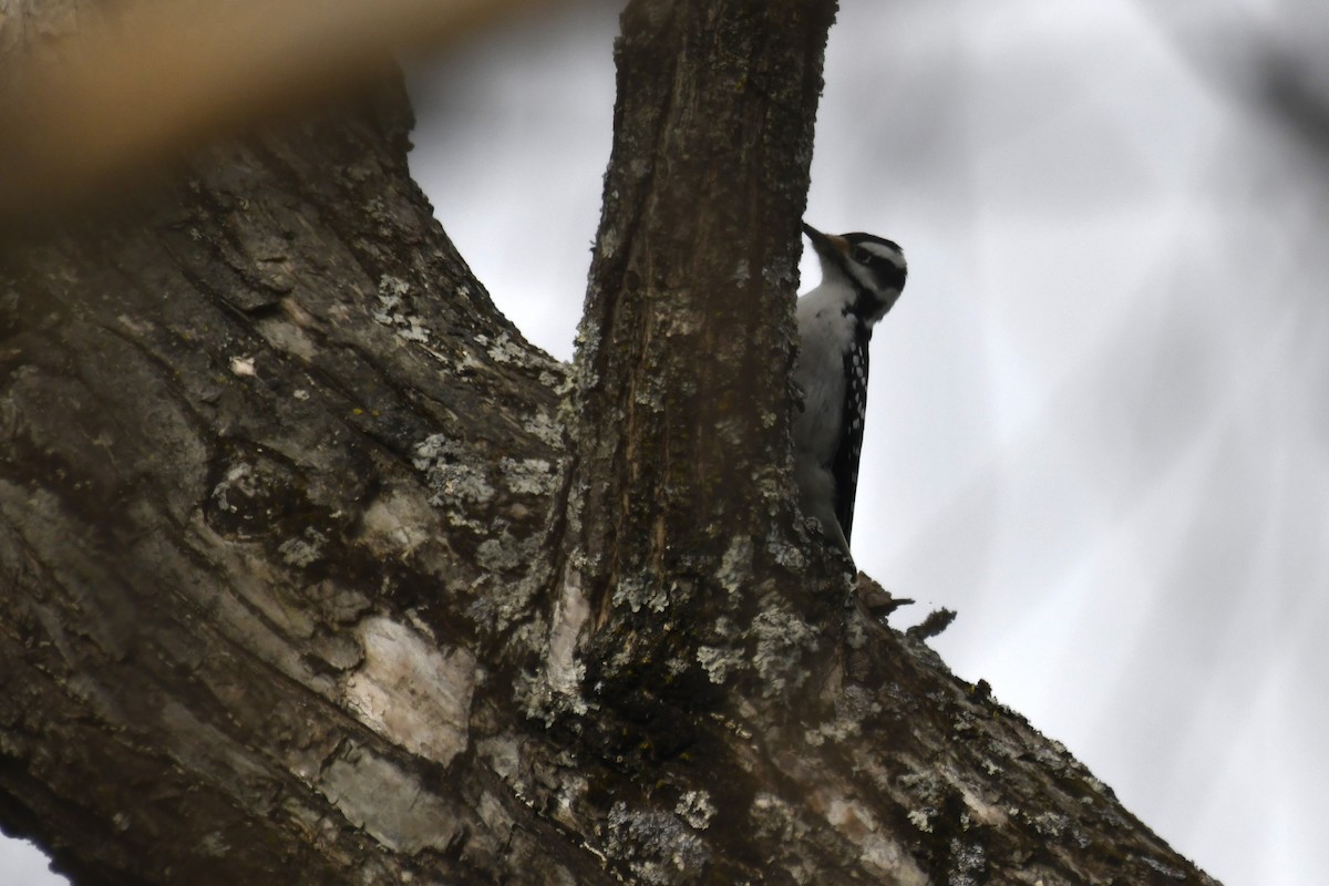 Hairy Woodpecker - ML612602499