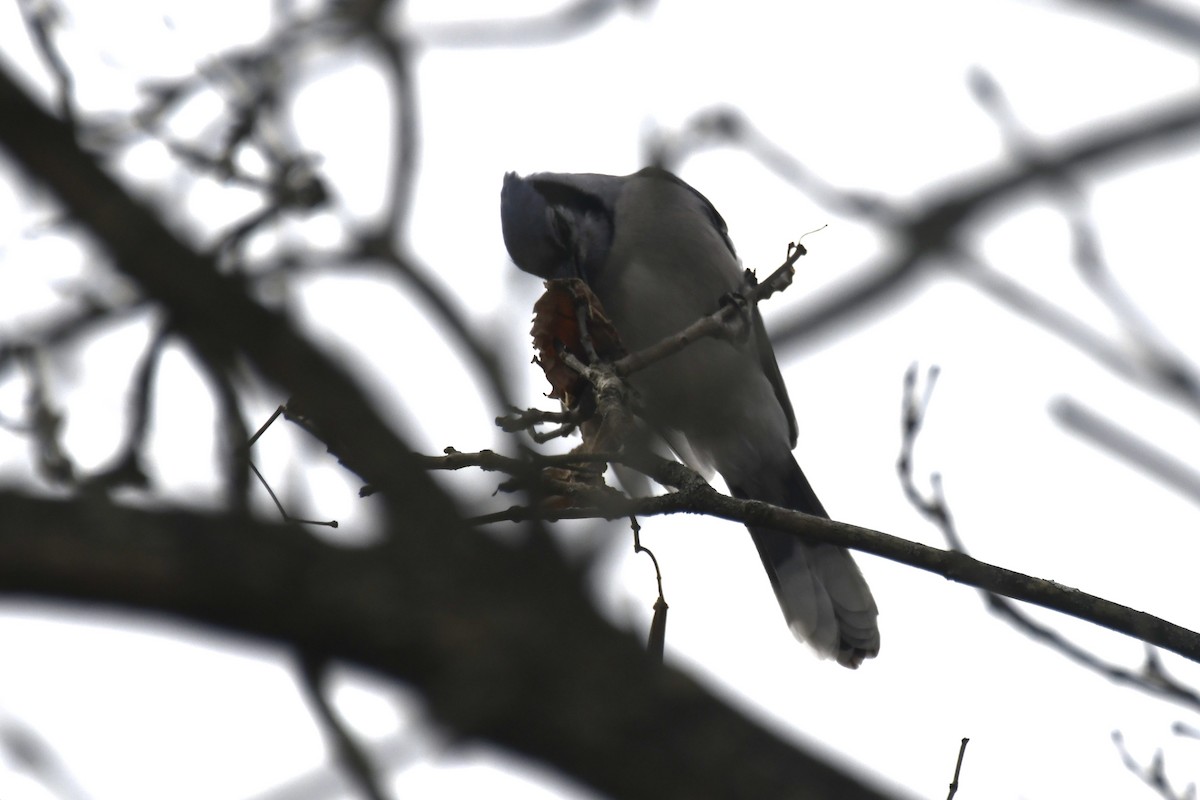 Blue Jay - ML612602535