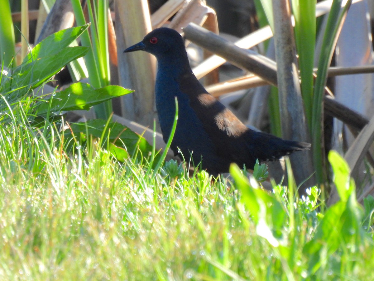 Spotless Crake - ML612602536