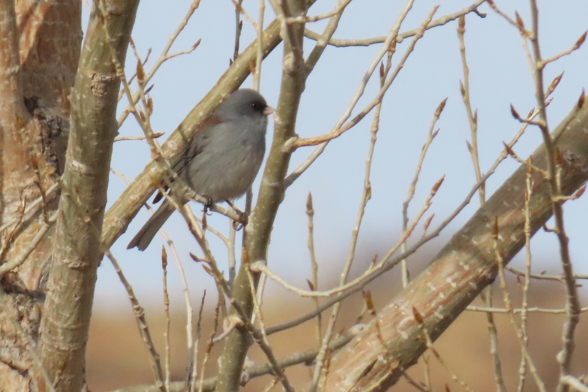 Dark-eyed Junco (Gray-headed) - ML612602590