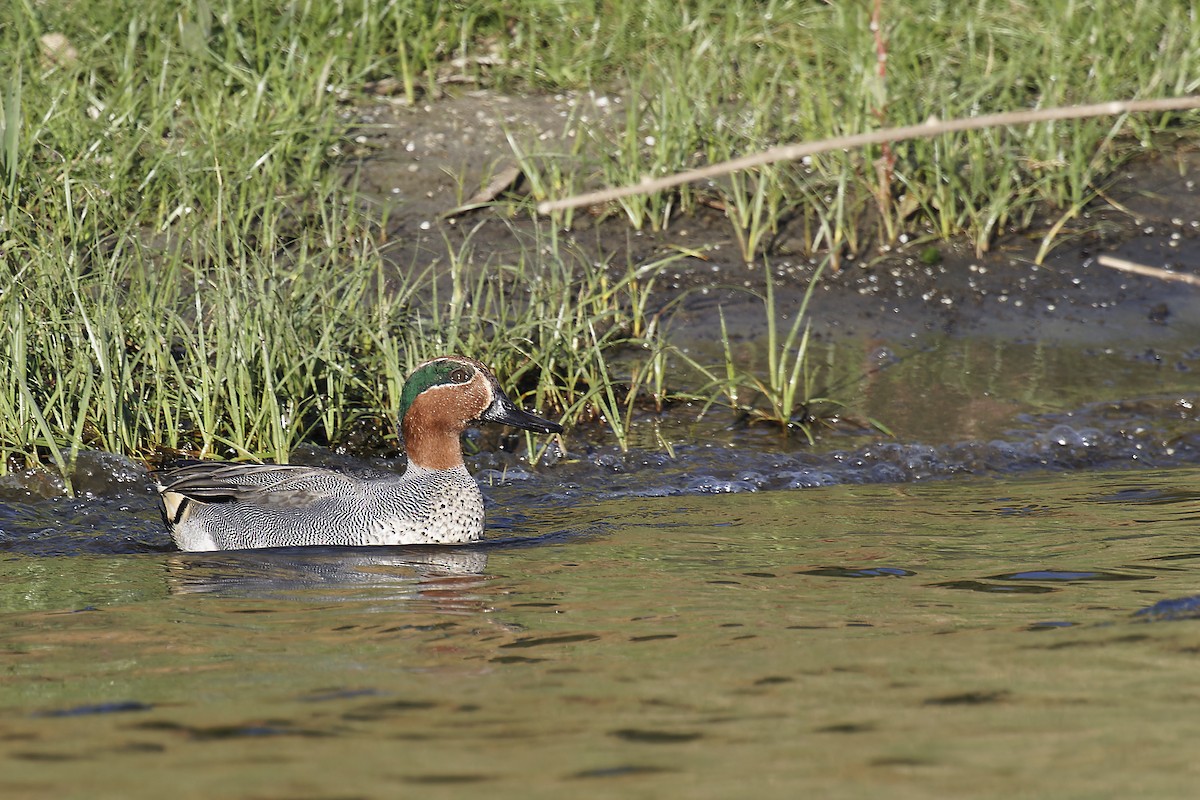 Green-winged Teal - ML612602604