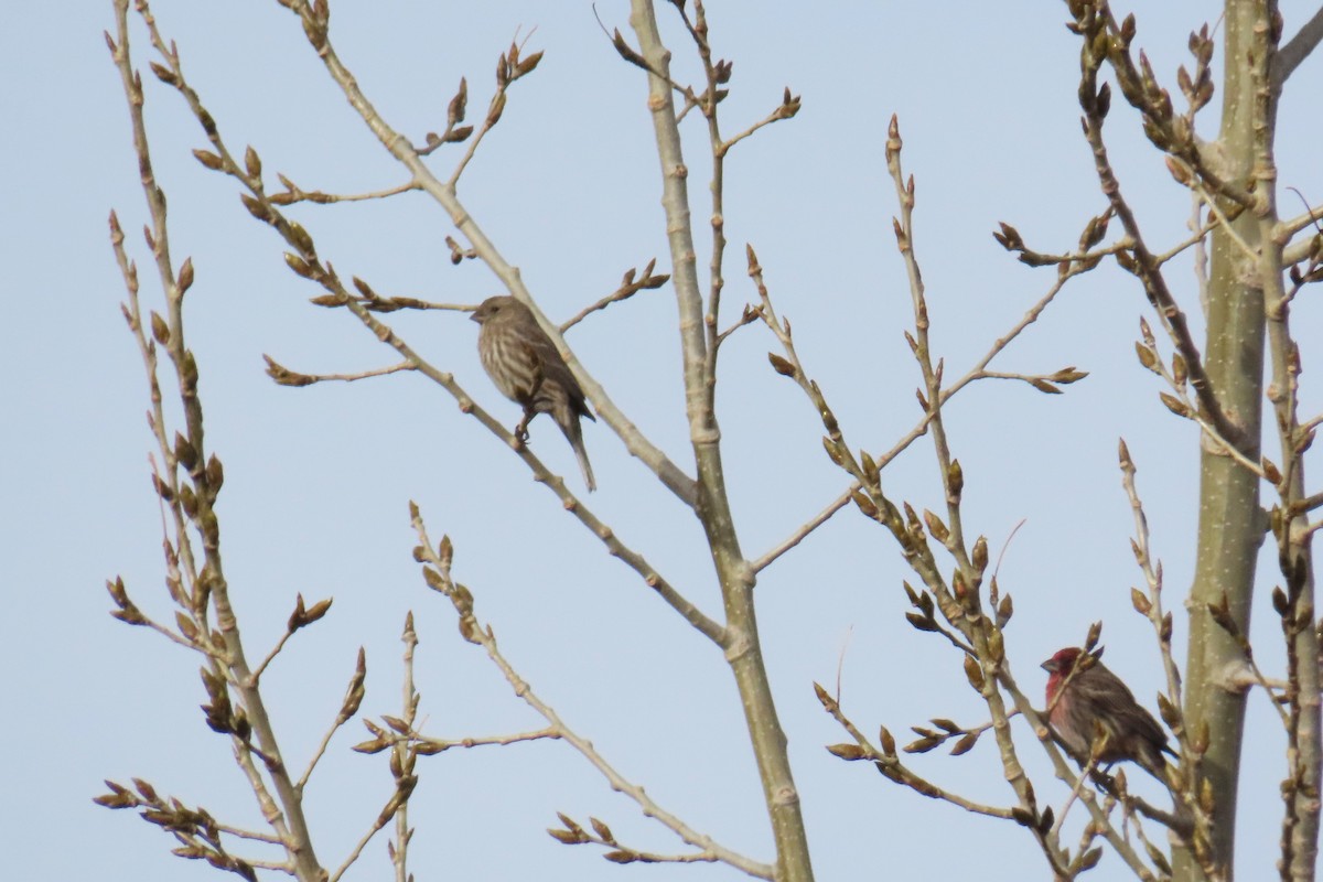 House Finch - ML612602605