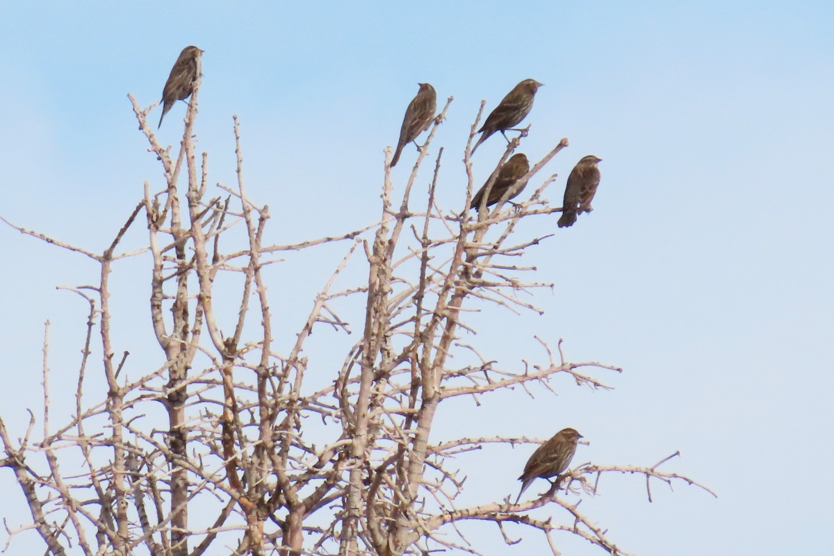 Red-winged Blackbird - ML612602633