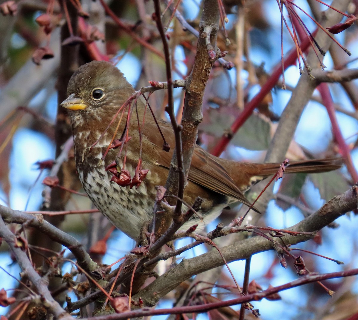 Fox Sparrow - ML612602650