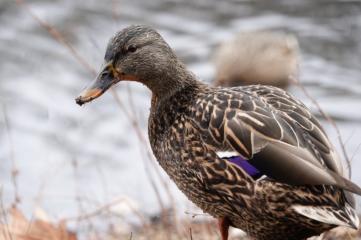 Mallard - Jo Fasciolo