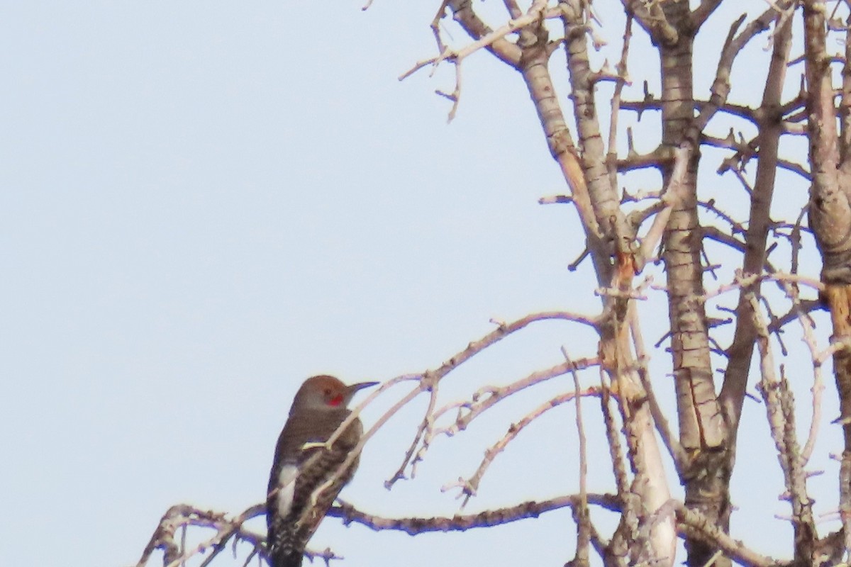 Northern Flicker (Red-shafted) - ML612602691