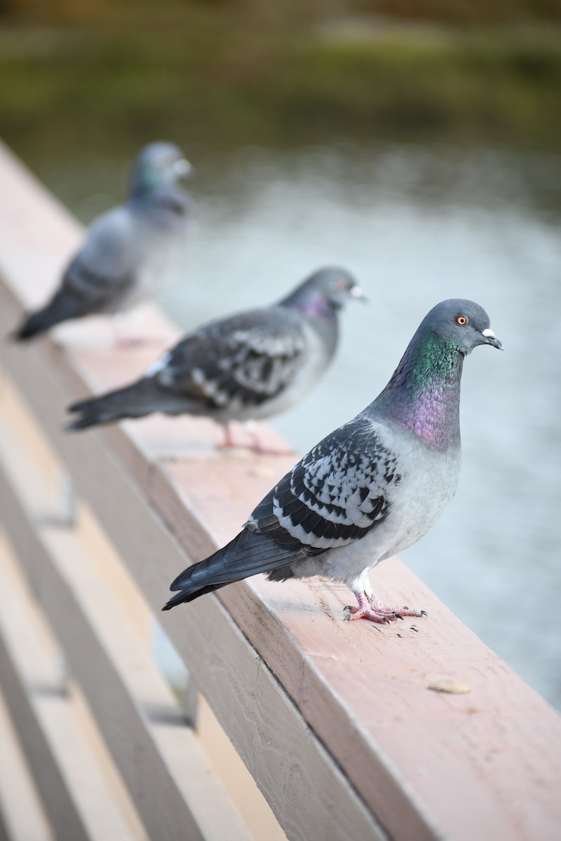 Rock Pigeon (Feral Pigeon) - ML612602707