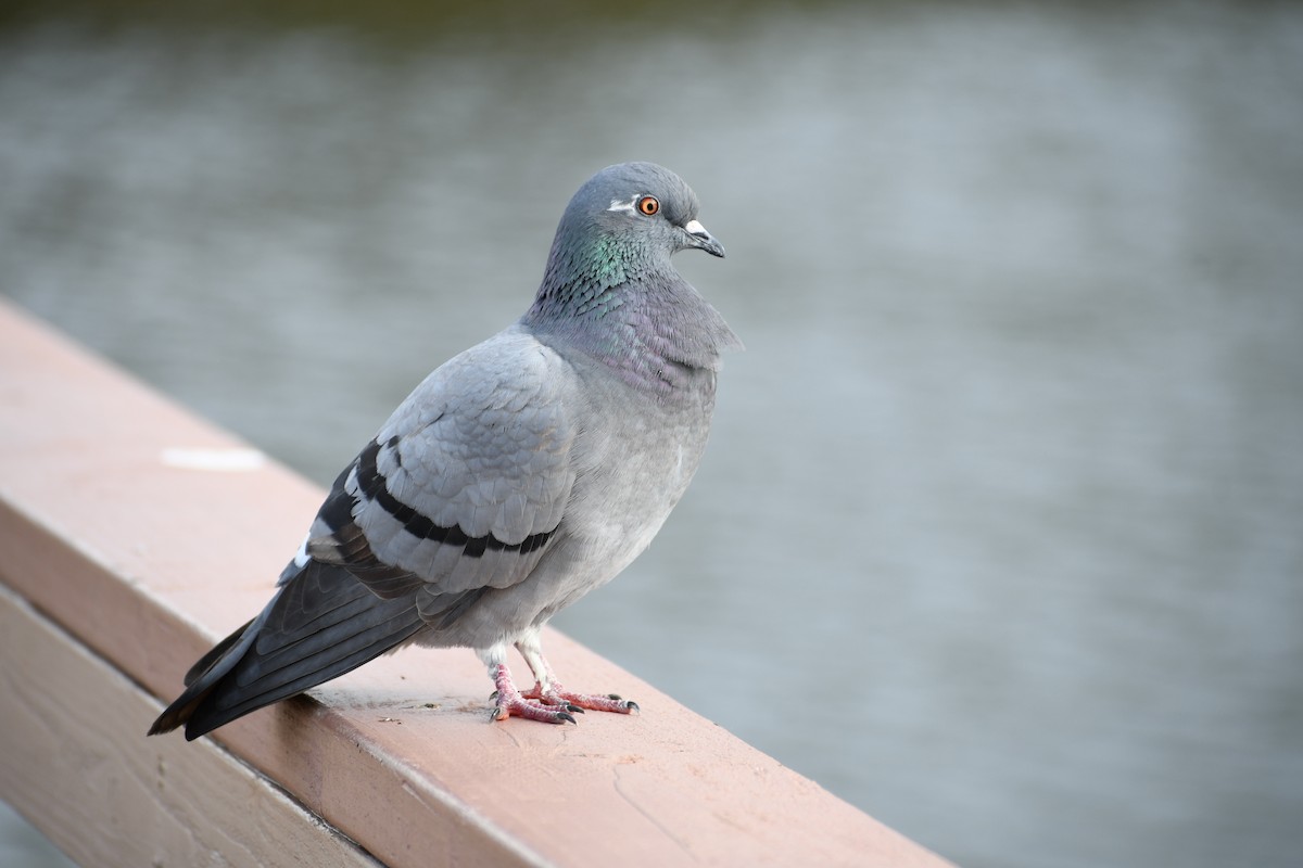 Rock Pigeon (Feral Pigeon) - ML612602708