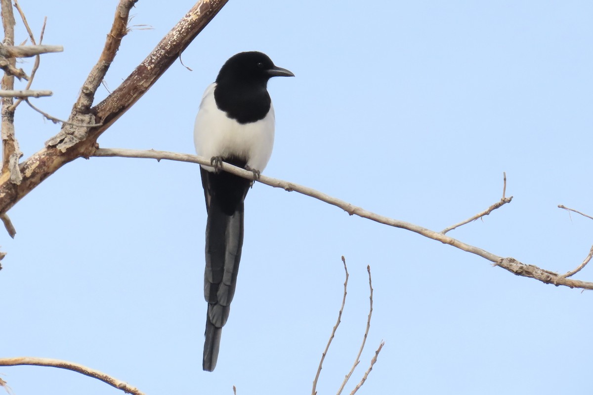 Black-billed Magpie - ML612602720