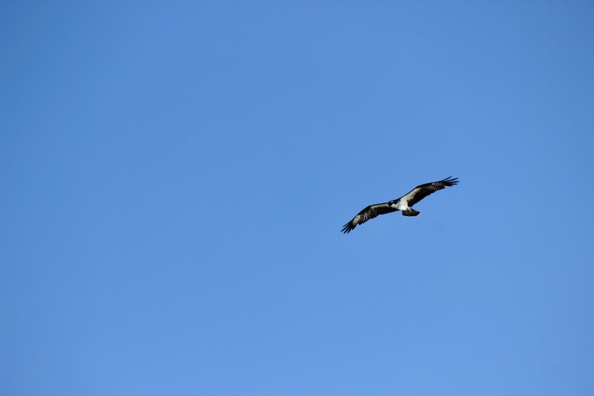 Águila Pescadora - ML612602752