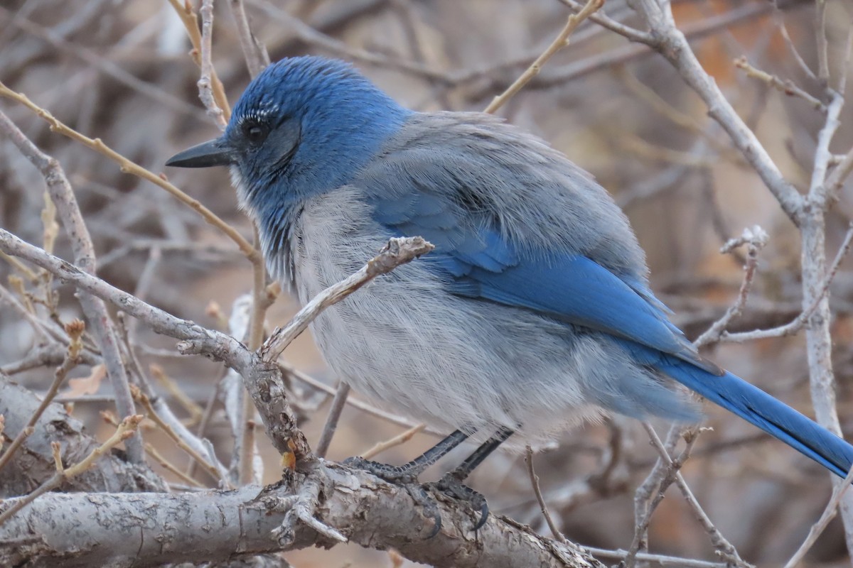 Woodhouse's Scrub-Jay - ML612602779