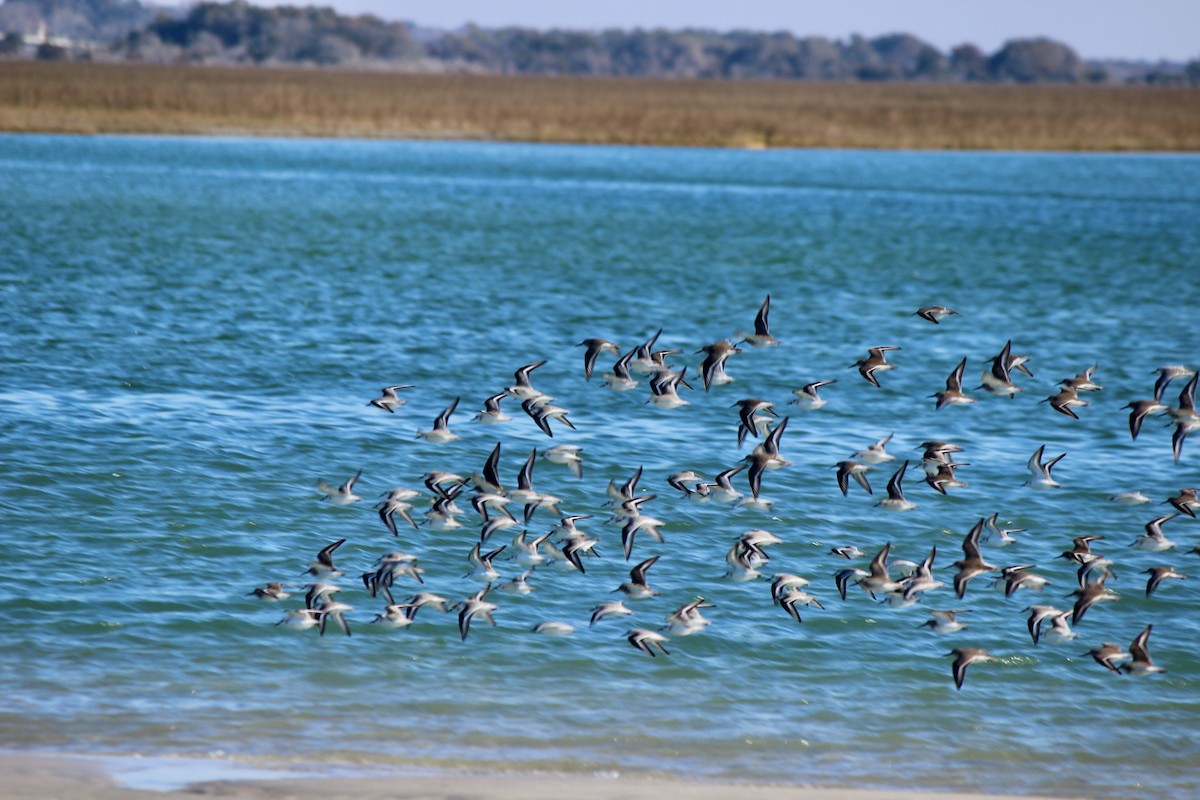 Dunlin - ML612602783