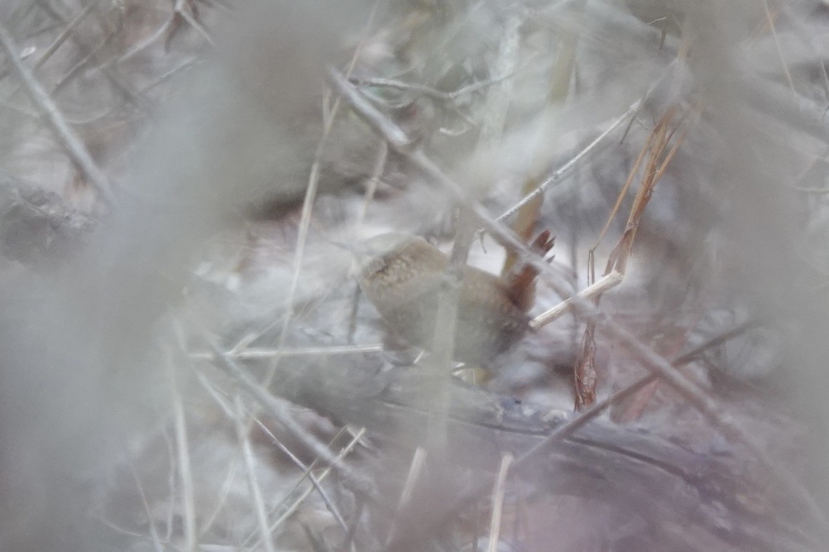 Winter Wren - Jo Fasciolo