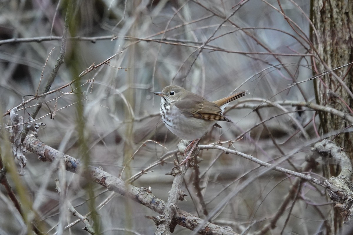 Hermit Thrush - Jo Fasciolo