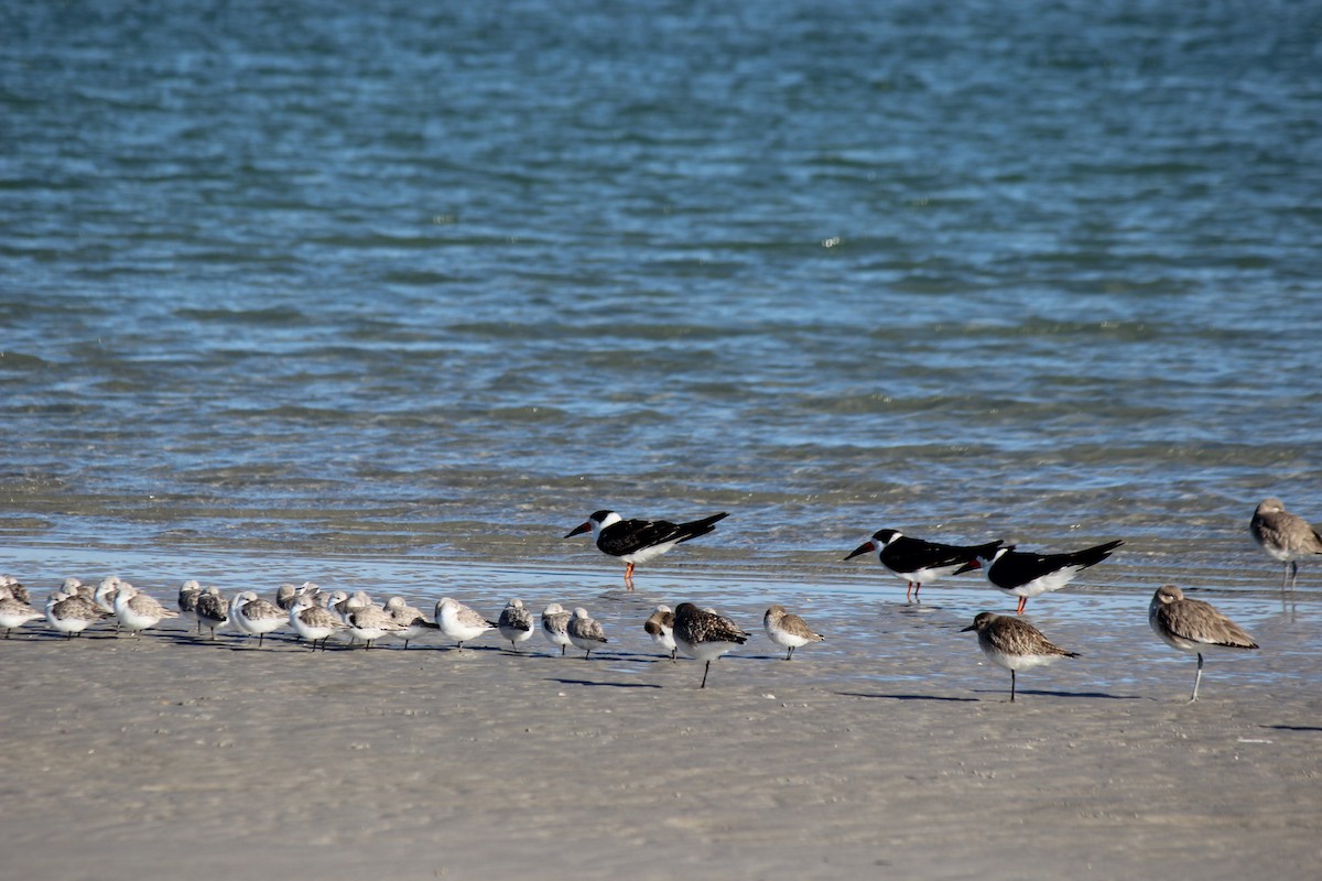 Black Skimmer - ML612602833