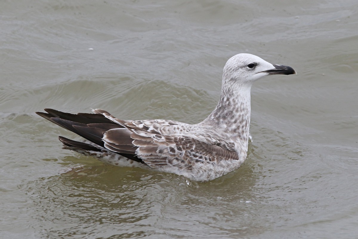 Caspian Gull - ML612602841