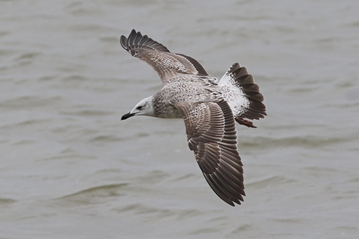 Caspian Gull - ML612602846