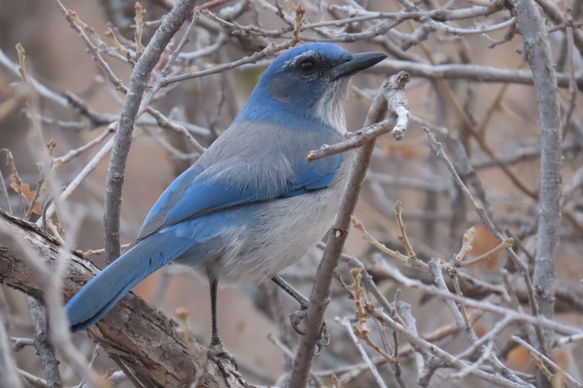 Woodhouse's Scrub-Jay - ML612602847