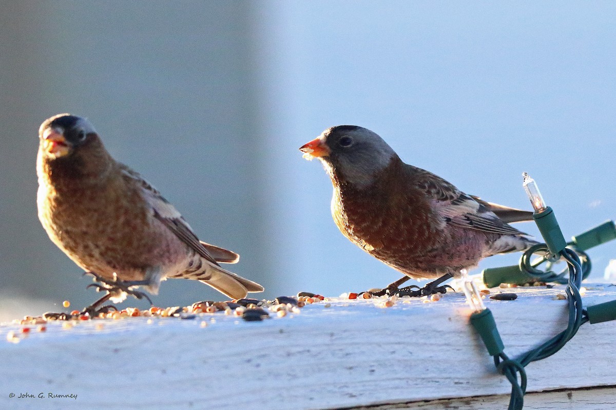 Gray-crowned Rosy-Finch (Hepburn's) - ML612602857