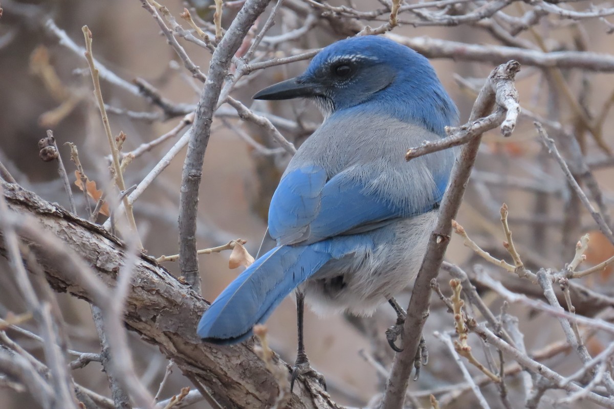Woodhouse's Scrub-Jay - ML612602899
