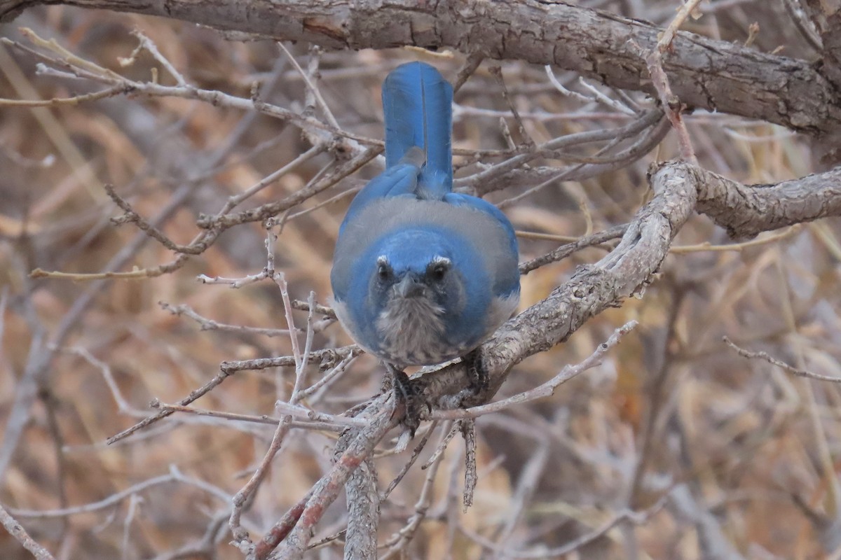 Woodhouse's Scrub-Jay - ML612602929